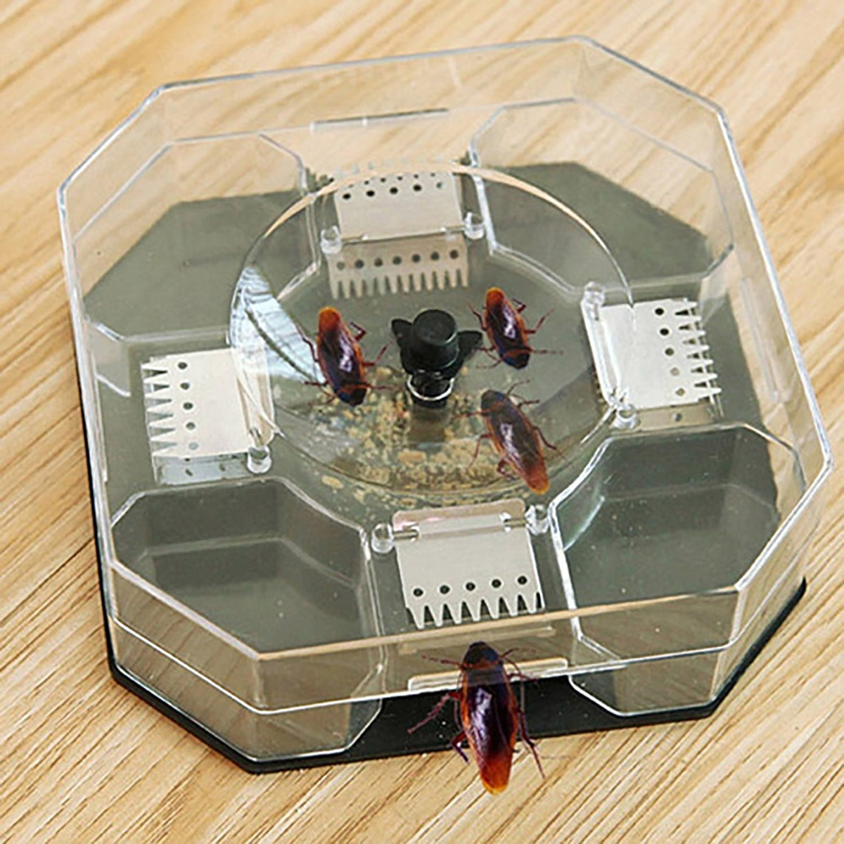 A clear plastic hexagonal trap with a dark gray base contains four brown cockroaches and bait powder on a wooden surface.